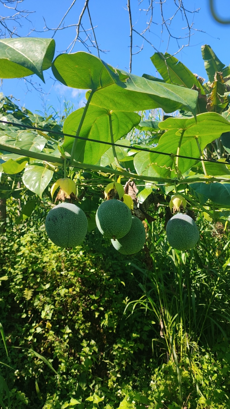 云南哥伦比亚热情果高高山种植精品热情果套袋A果