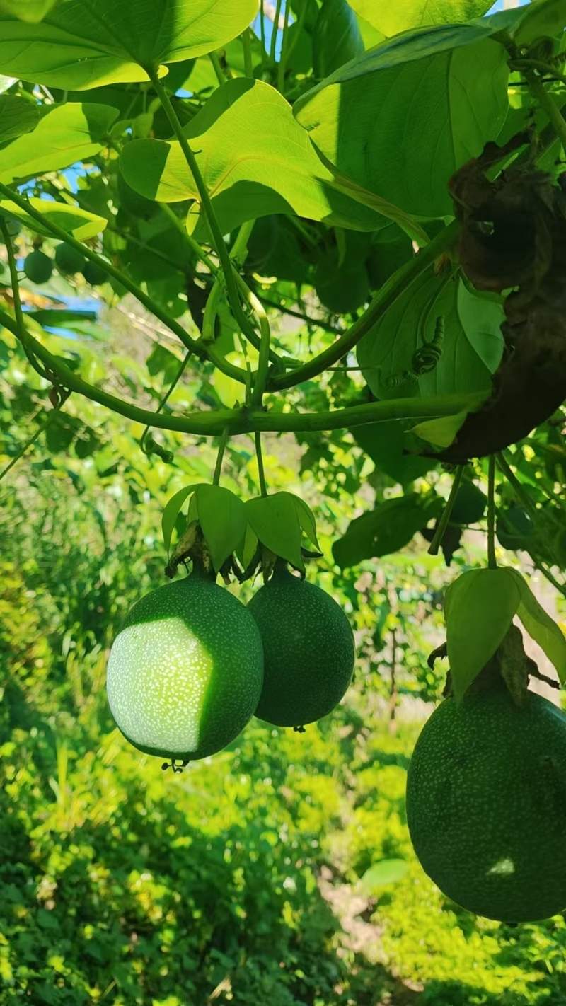 云南哥伦比亚热情果高高山种植精品热情果套袋A果