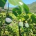 云南哥伦比亚热情果高高山种植精品热情果套袋A果