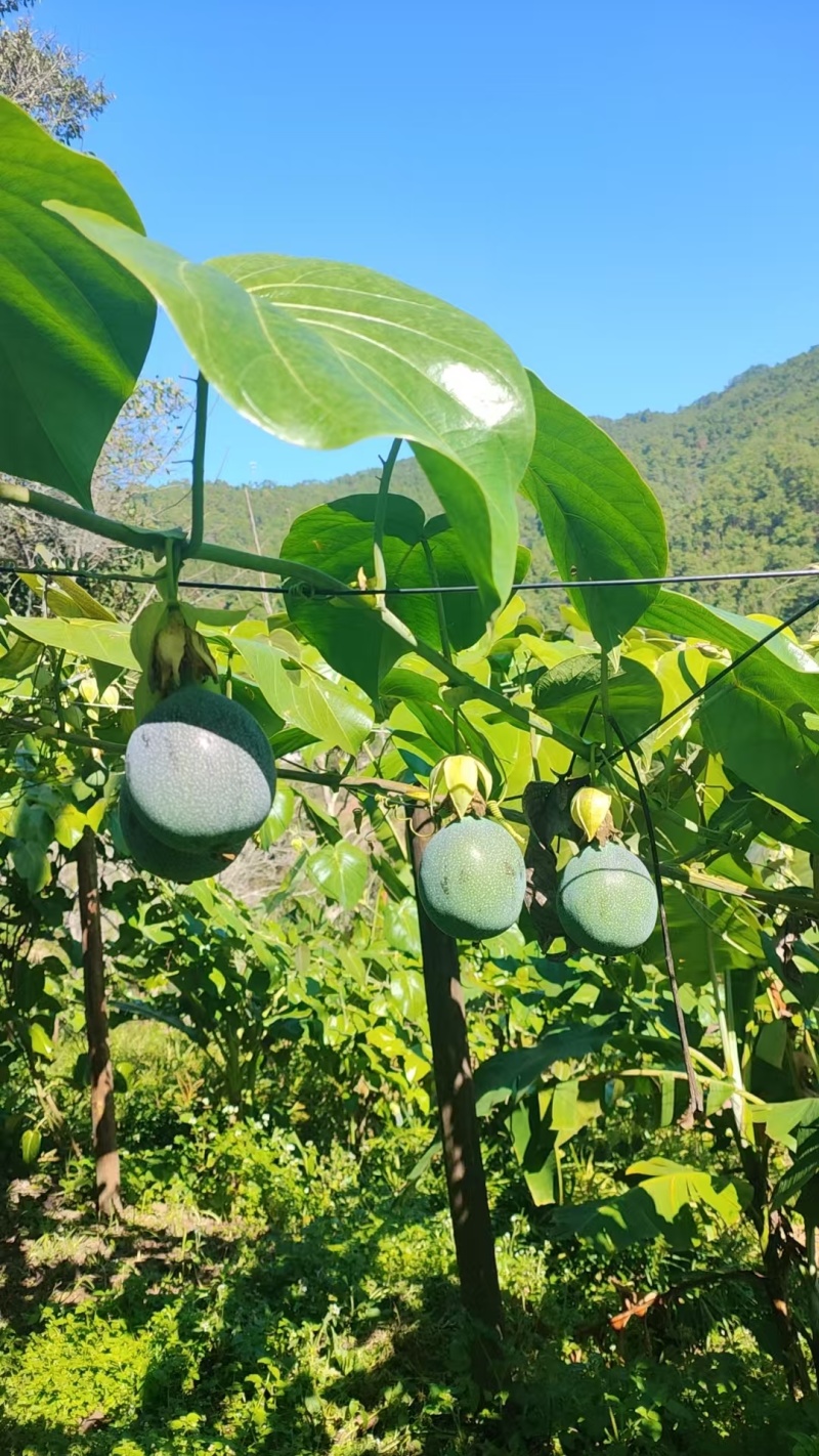 云南哥伦比亚热情果高高山种植精品热情果套袋A果