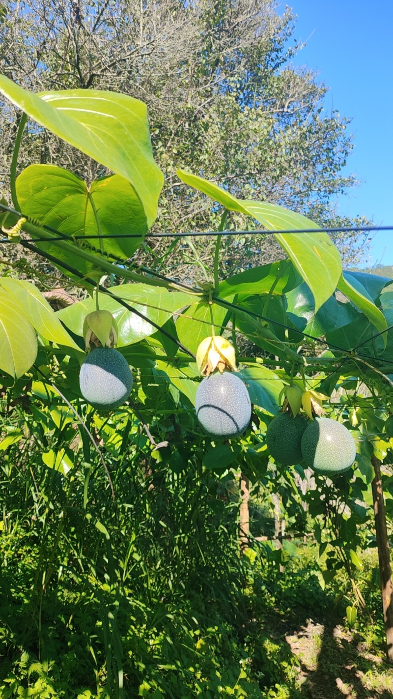 云南哥伦比亚热情果高高山种植精品热情果套袋A果