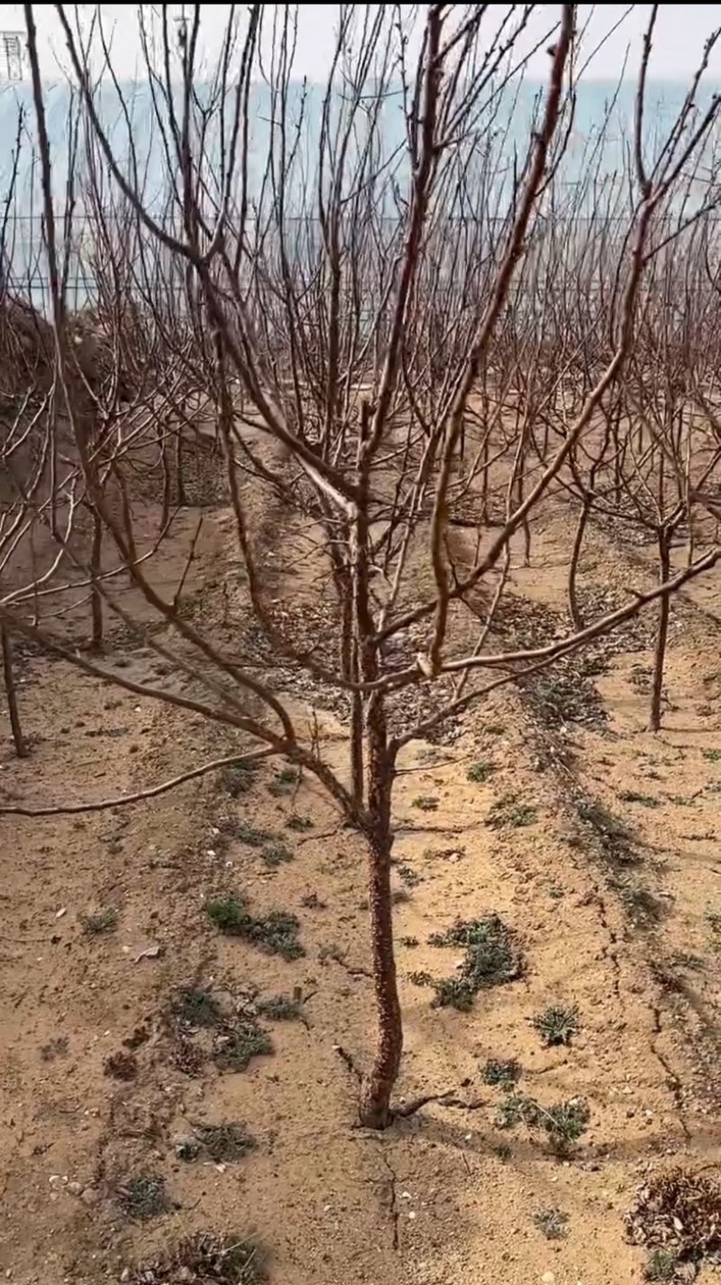 蜜露巨杏树苗六月份成熟干碗离核甜仁