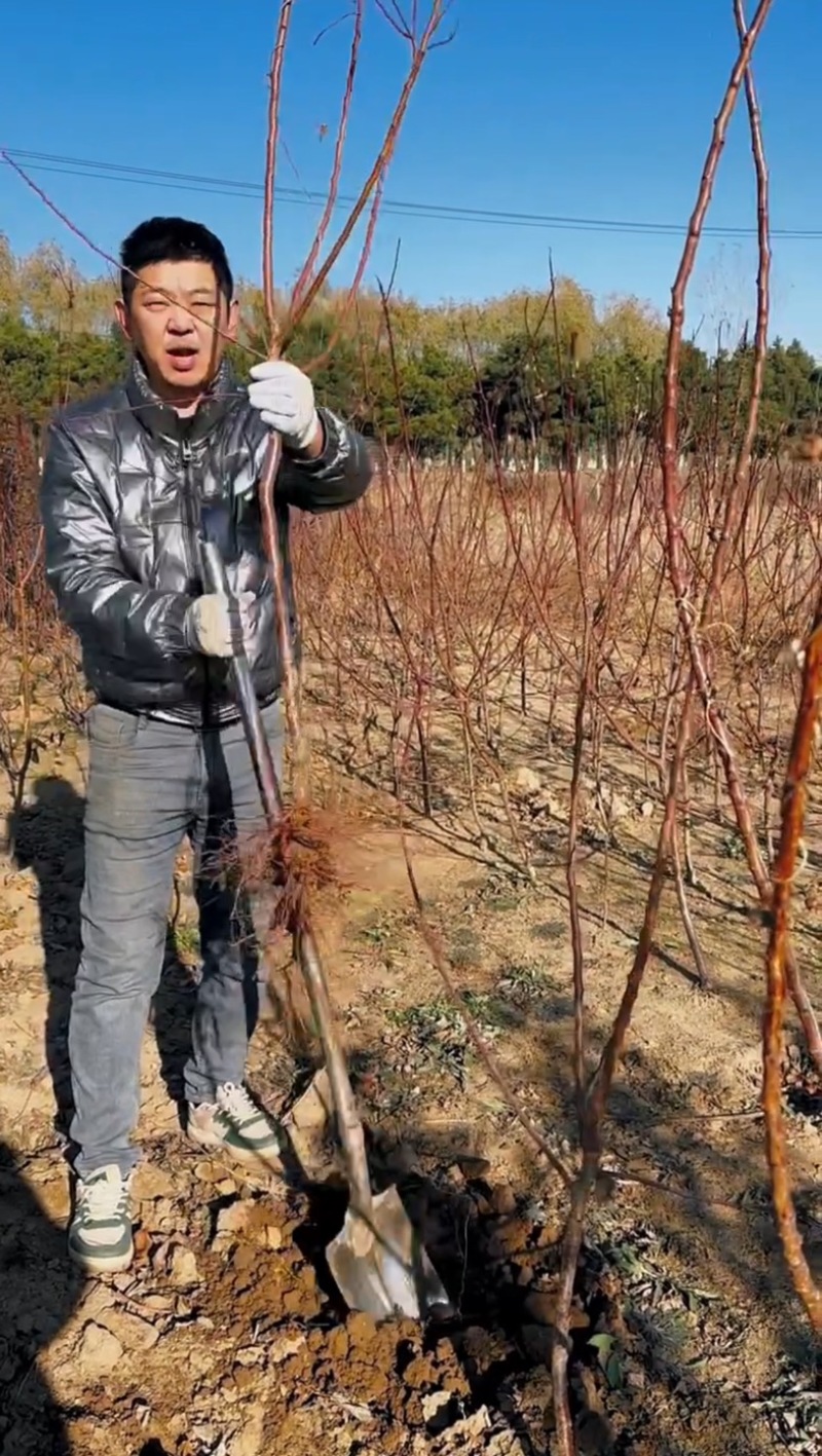 蜜露巨杏树苗六月份成熟干碗离核甜仁