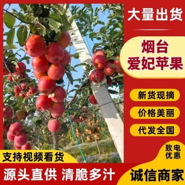 《爱妃苹果》山东烟台大量上市中基地直发保质保量一条龙
