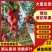 《爱妃苹果》山东烟台大量上市中基地直发保质保量一条龙