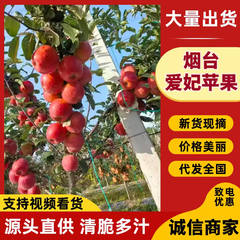 《爱妃苹果》山东烟台大量上市中基地直发保质保量一条龙