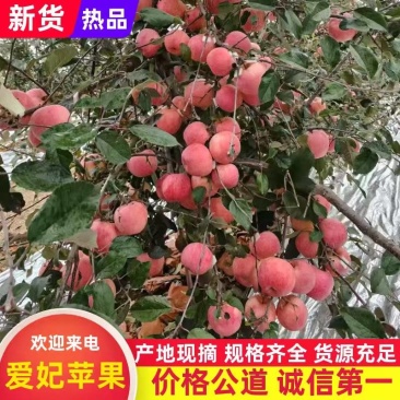 《畅销》山东烟台爱妃苹果大量上市中基地直发价格可谈量大