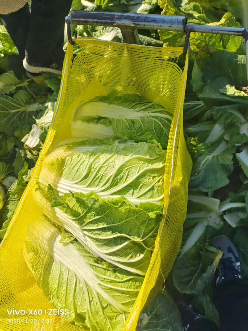 黄心大白菜