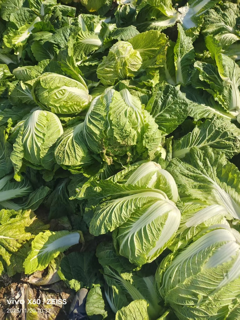 黄心大白菜