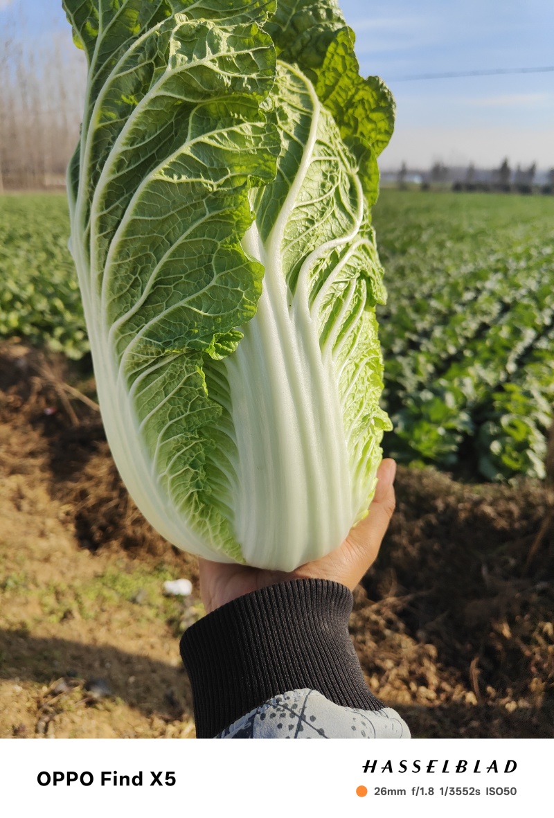 黄心大白菜