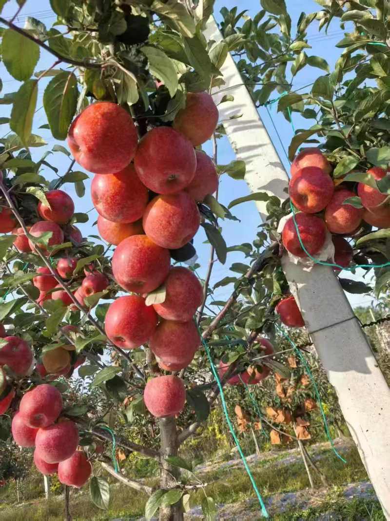 《畅销》山东烟台爱妃苹果大量上市中基地直发价格可谈量大
