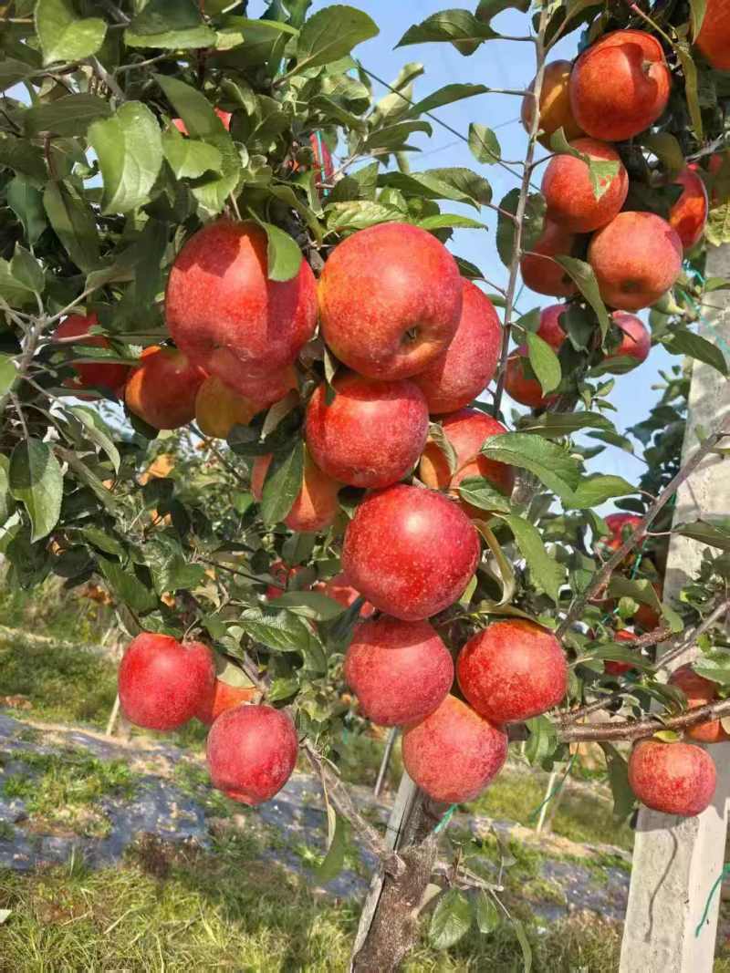 《畅销》山东烟台爱妃苹果大量上市中基地直发价格可谈量大