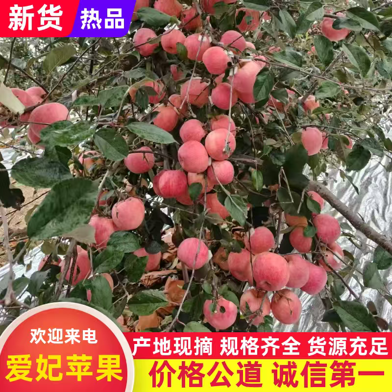 《畅销》山东烟台爱妃苹果大量上市中基地直发价格可谈量大