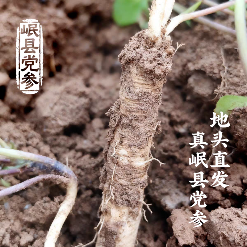 新鲜党参甘肃岷县正宗中药材正品鲜党参批发包邮