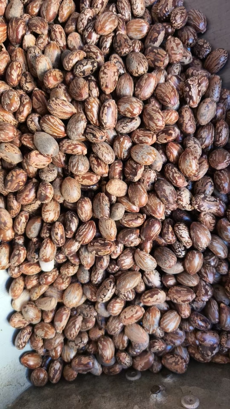 蓖麻子干货中药材颗粒均匀量大从优