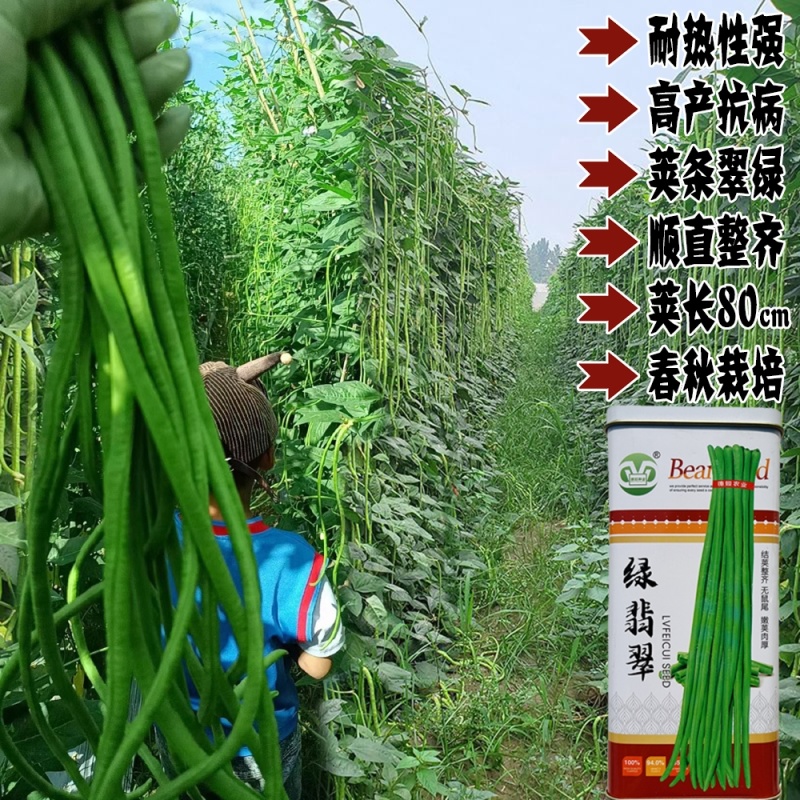 绿翡翠长豆角四季豆种籽翠绿肉厚高产春秋大田基地种植豆角种