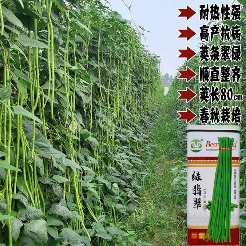 绿翡翠长豆角四季豆种籽翠绿肉厚高产春秋大田基地种植豆角种