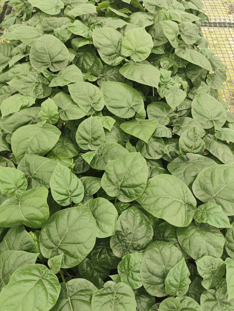 大树番茄苗云南精品大树番茄苗15-30公分