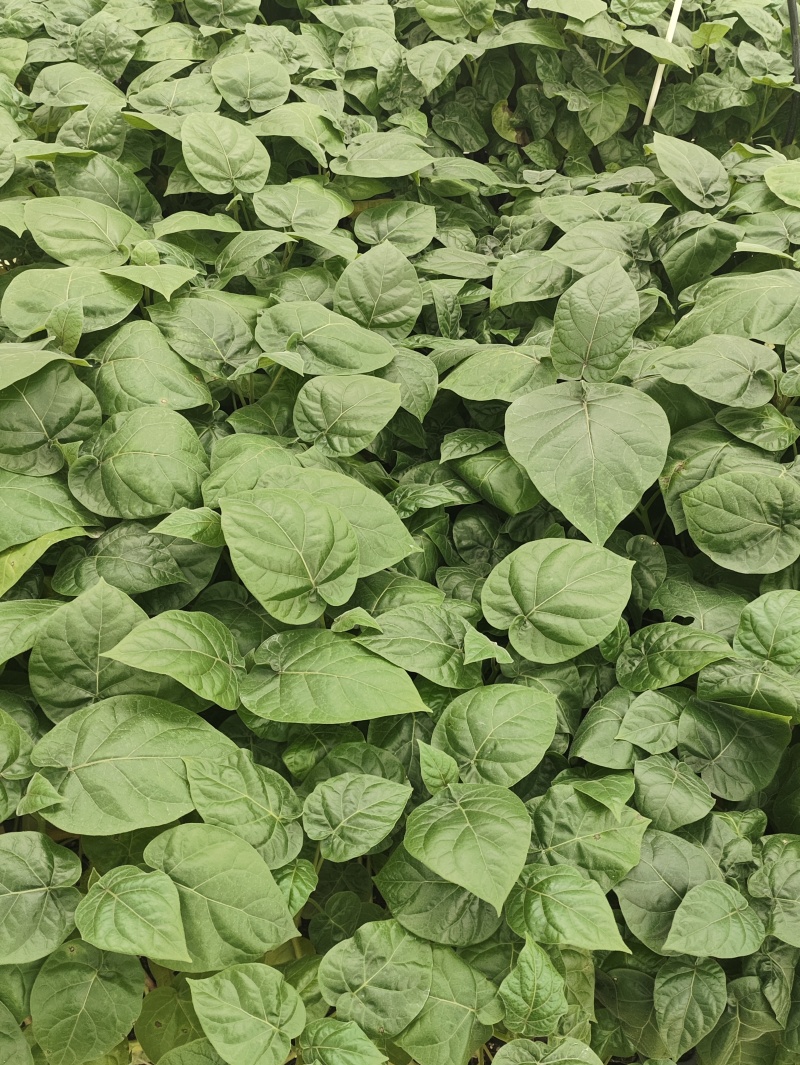 大树番茄苗云南精品大树番茄苗15-30公分