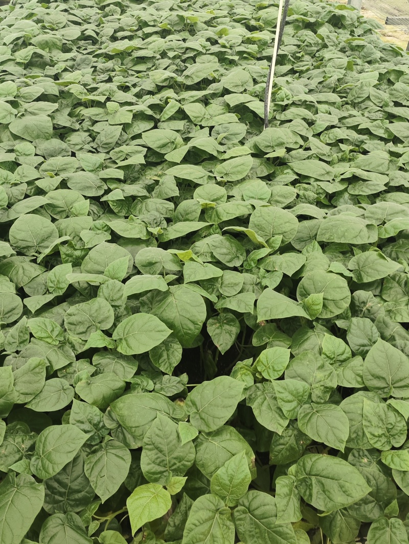 大树番茄苗云南精品大树番茄苗15-30公分