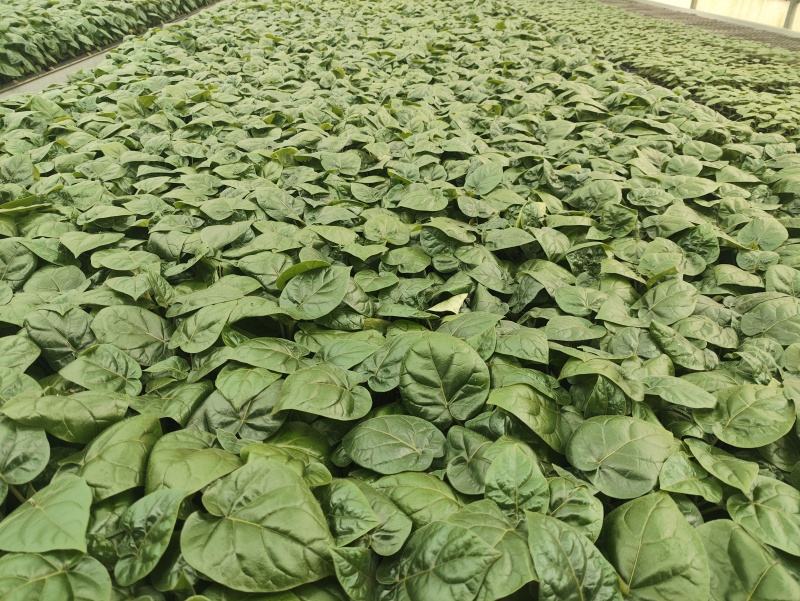 大树番茄苗云南精品大树番茄苗15-30公分