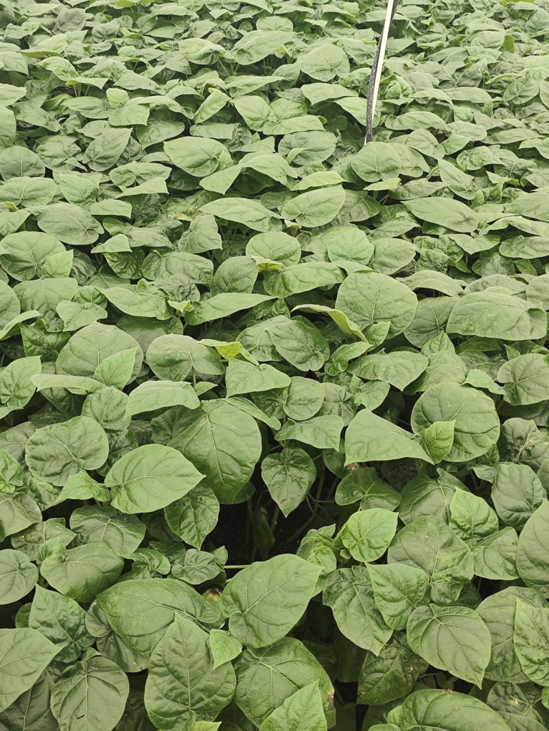 大树番茄苗云南精品大树番茄苗15-30公分