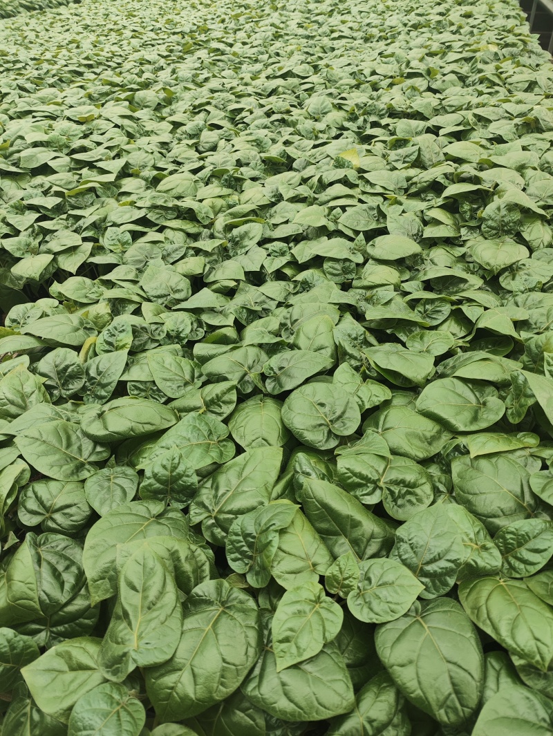 大树番茄苗云南精品大树番茄苗15-30公分
