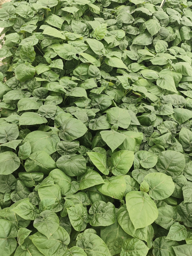 大树番茄苗云南精品大树番茄苗15-30公分