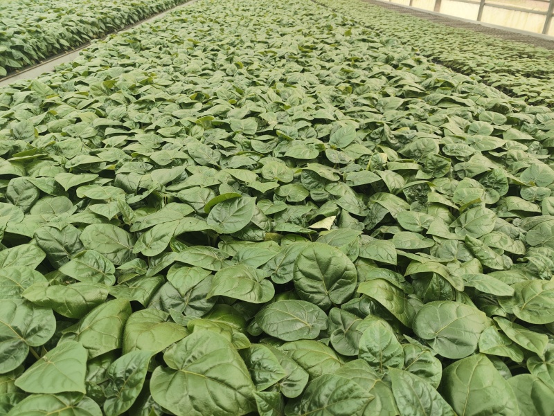 大树番茄苗云南精品大树番茄苗15-30公分