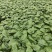 大树番茄苗云南精品大树番茄苗15-30公分