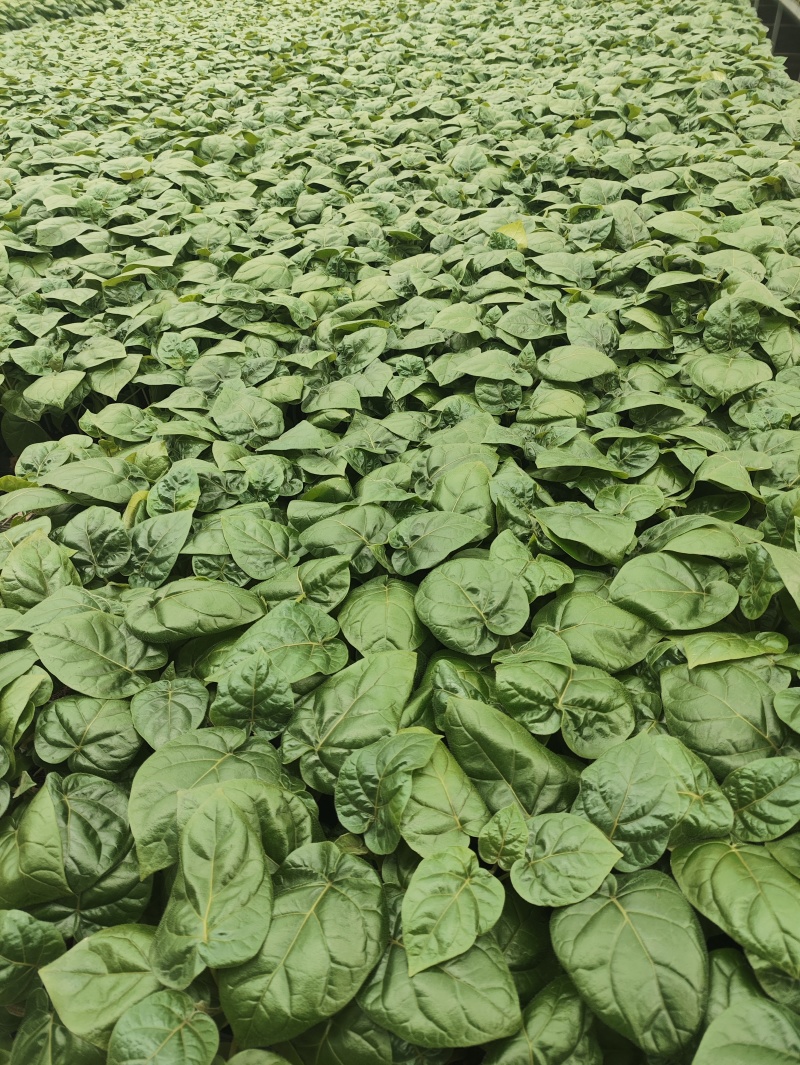 大树番茄苗云南精品大树番茄苗15-30公分