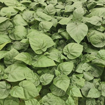 大树番茄苗云南精品大树番茄苗15-30公分