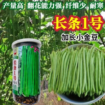 长条1号小金豆种籽加长版青色无筋结荚多顺直高产春秋播种