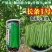 长条1号小金豆种籽加长版青色无筋结荚多顺直高产春秋播种
