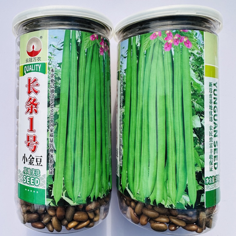 长条1号小金豆种籽加长版青色无筋结荚多顺直高产春秋播种
