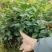 油茶苗，基地直发成活率保障提供技术指导量大