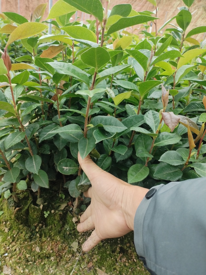 油茶苗，基地直发成活率保障提供技术指导量大