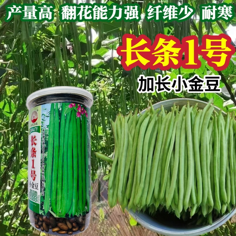 长条1号小金豆种籽加长版青色无筋结荚多顺直高产春秋播种