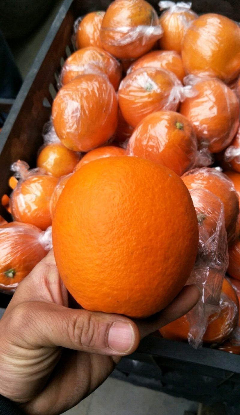 湖南脐橙纽荷尔脐橙产地直供量大从优欢迎联系品好