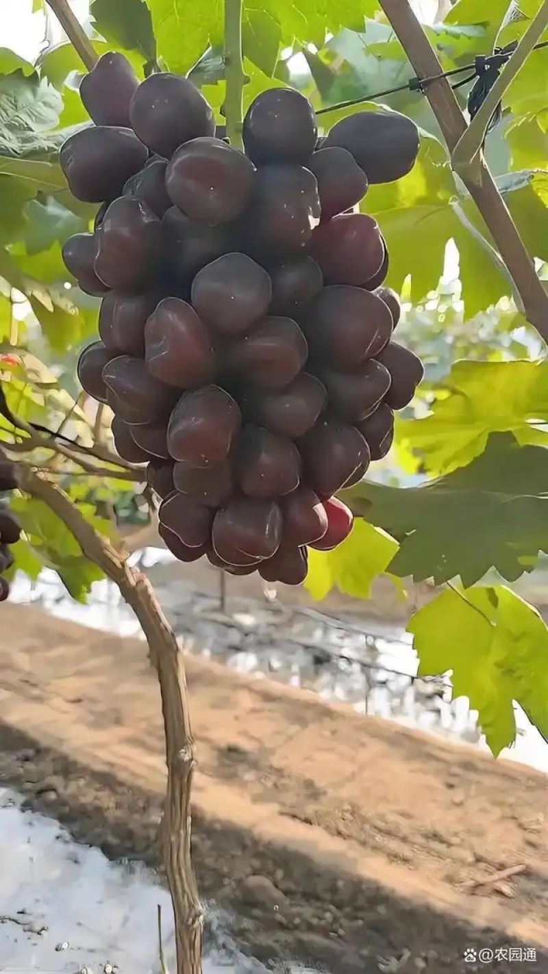 富士之辉葡萄苗品种纯正，苗圃现挖现发，保湿发货
