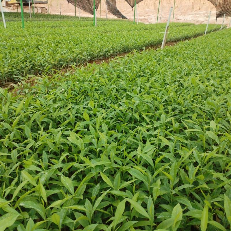沉香苗小杯苗，基地直发成活率保障提供技术指导