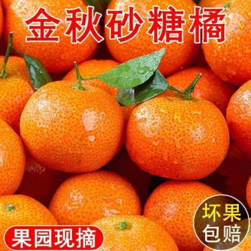 爆甜沙糖桔，大量货源，产地直发，一件代发