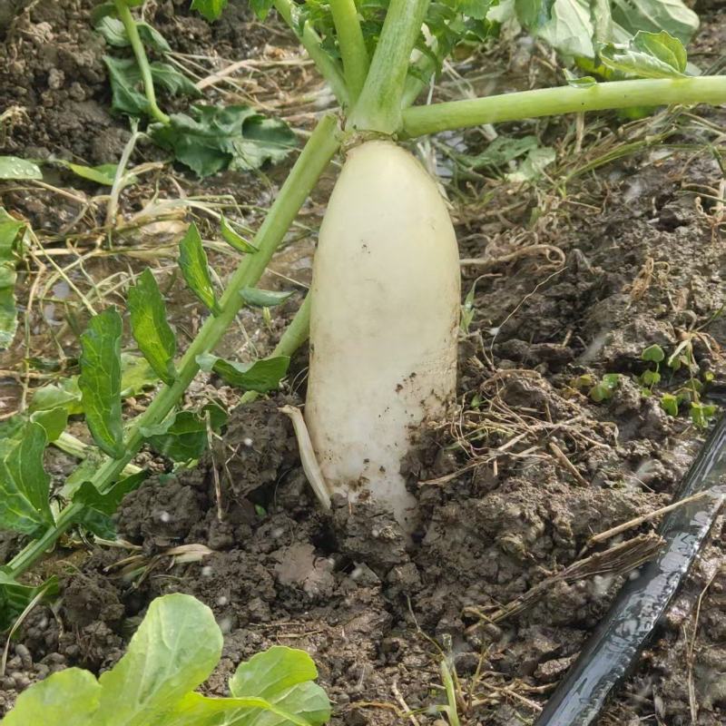 白萝卜现拔现发欢迎各大商超老板联系价格更优惠