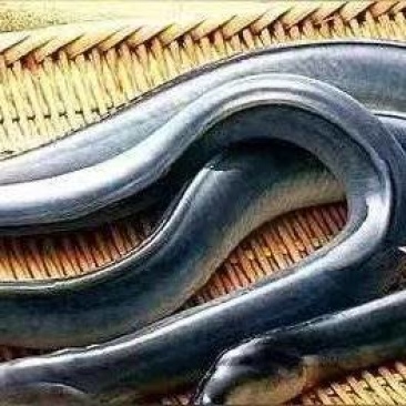 鳗鱼养殖场出