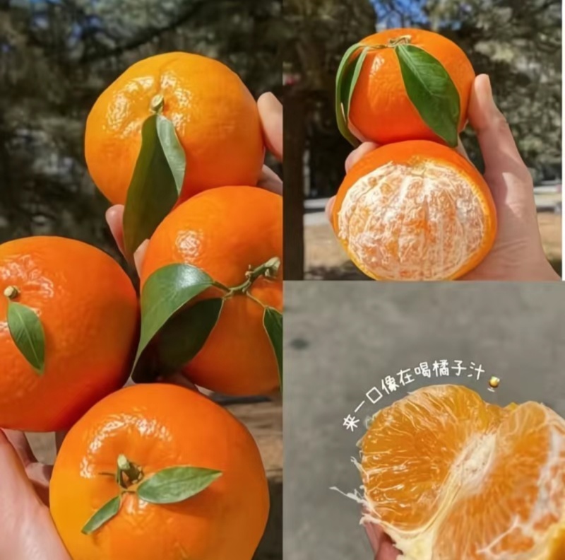特级头茬沃柑，新鲜采摘，产地直发，一件代发