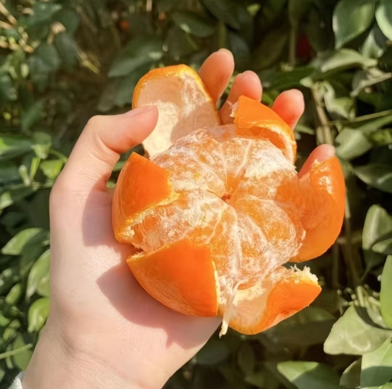 特级头茬沃柑，新鲜采摘，产地直发，一件代发