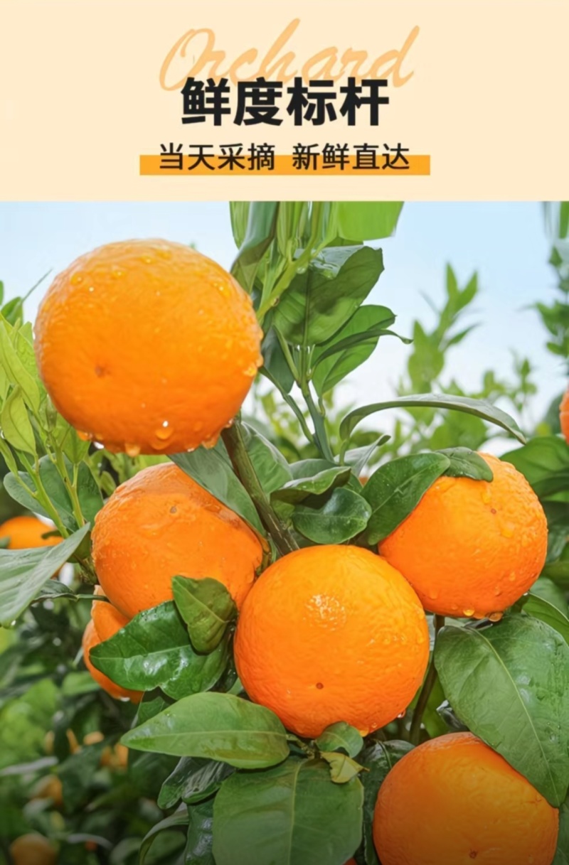 特级头茬沃柑，新鲜采摘，产地直发，一件代发