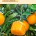 特级头茬沃柑，新鲜采摘，产地直发，一件代发