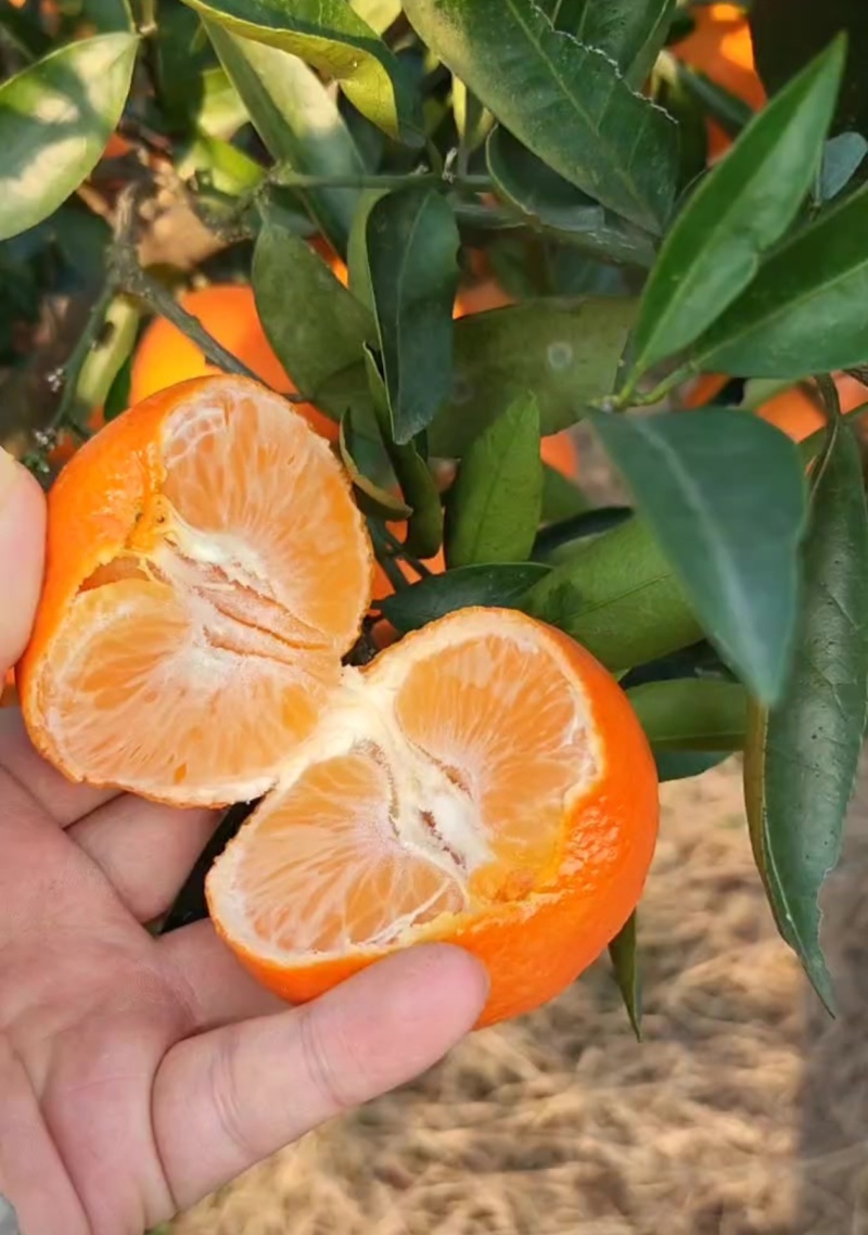 特级头茬沃柑，新鲜采摘，产地直发，一件代发