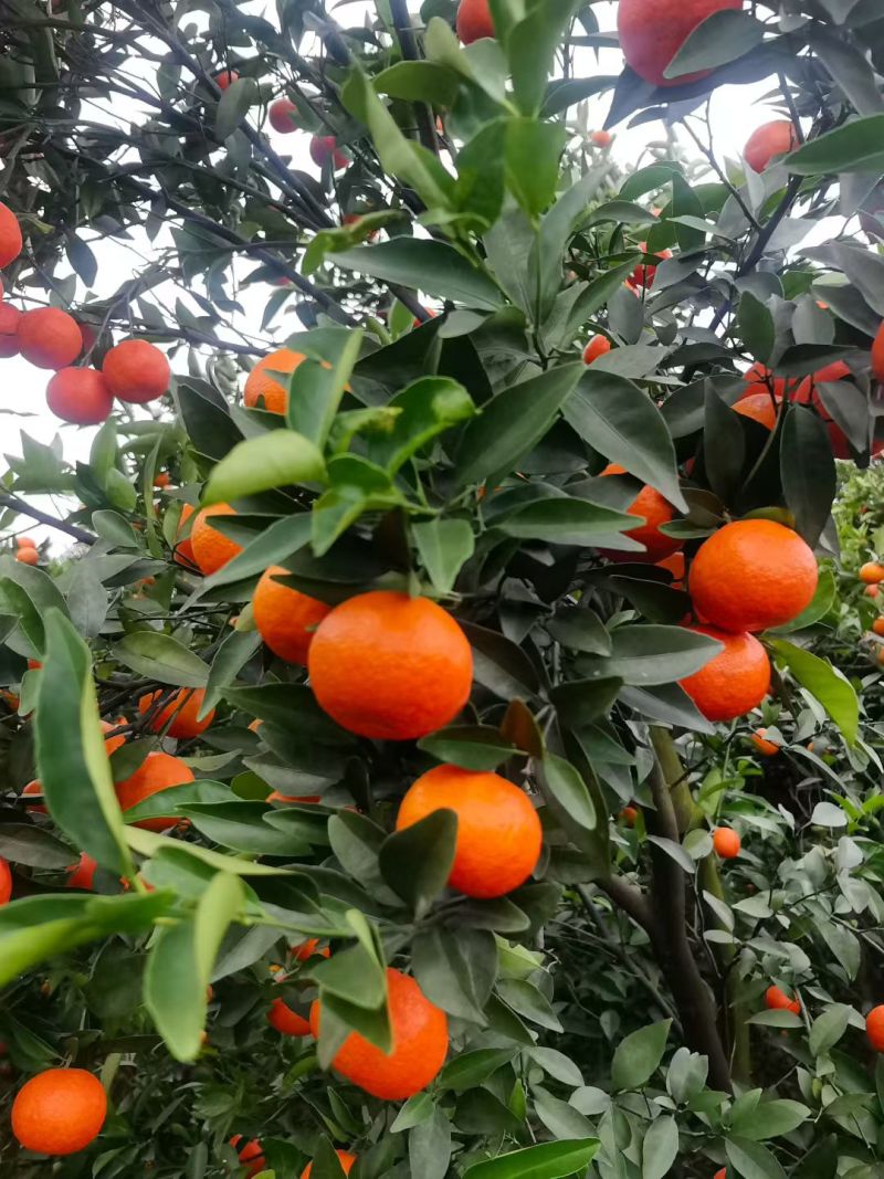 东方红世纪红